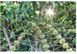 Ethiopia: Coffee Generates USD 571 Million in Exports