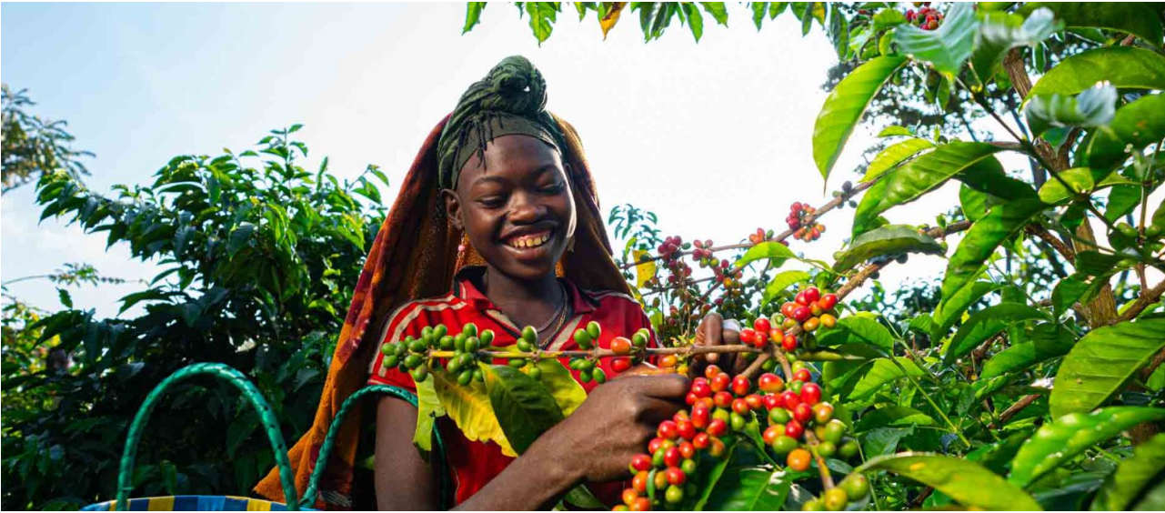 Panama, Colombia, Ethiopia: There is no “best” origin for Gesha coffee