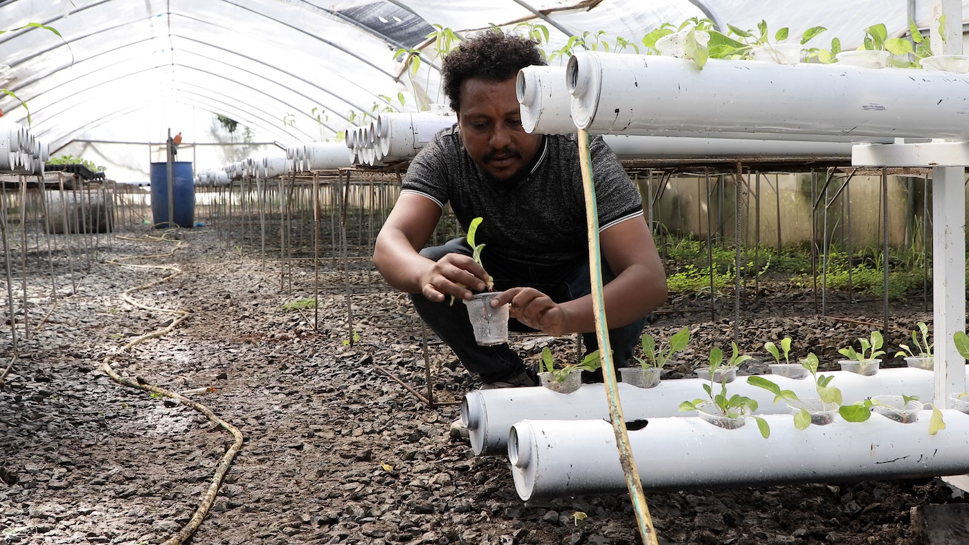 ETHIOPIA TRIES HYDROPONIC FARMING TO IMPROVE ACCESS TO NUTRITIOUS FOOD
