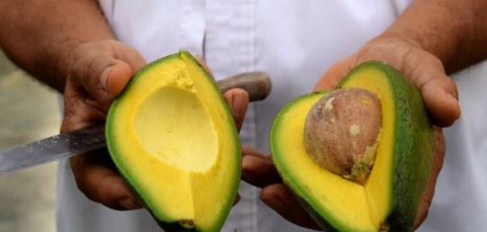 Spotlight on LMICs – Unlocking Avocado Excellence: Cultivar Insights for Ethiopia’s Agricultural Future