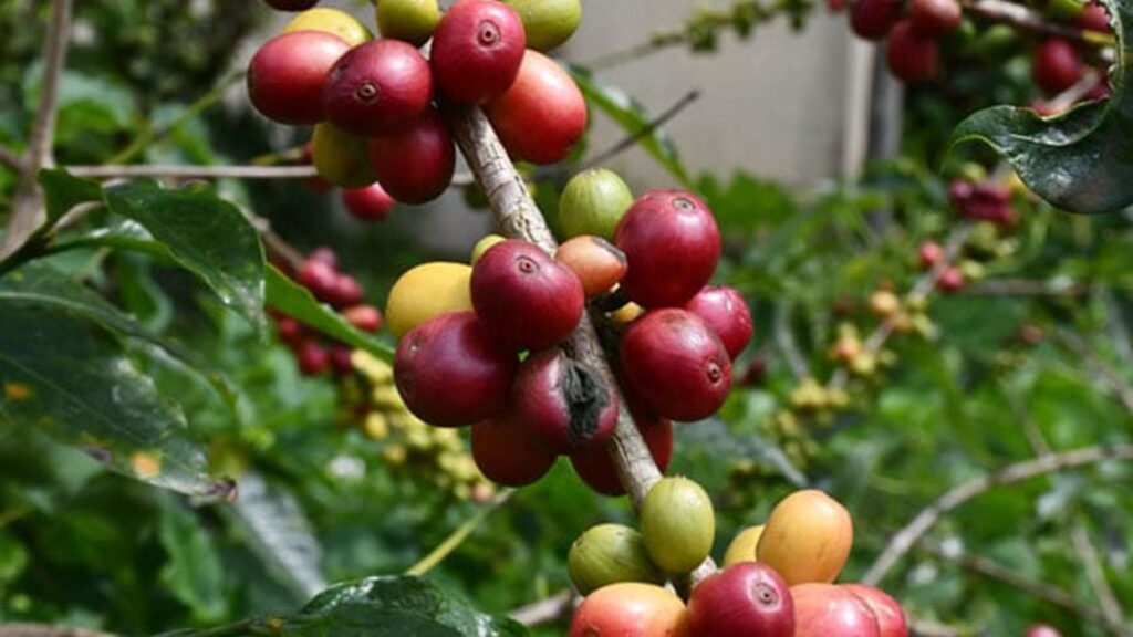 Ethiopia earns record $1.4bn from coffee exports