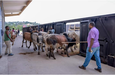 Ethiopia Launches First-Ever Livestock Transport by Train to Djibouti