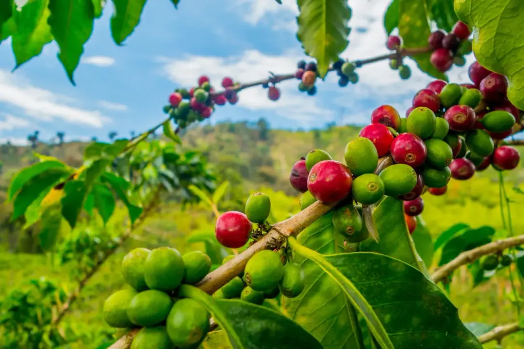 Ethiopia Races to Meet Imminent EU Deforestation Regulation with Coffee Traceability Platform