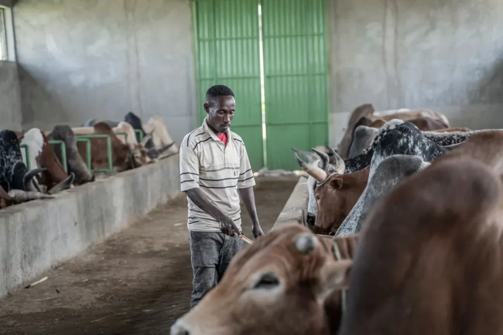 Ethiopia, Private Equity Partner in $600 Million Dairy Project